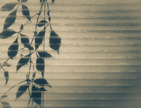 Vine casts shadow against dusty window blinds