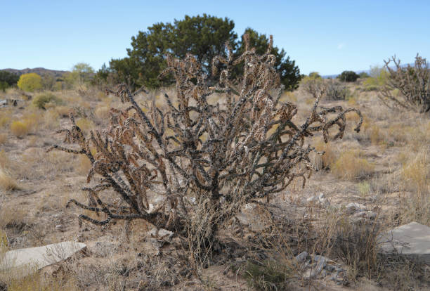 istock Dried and old Cholla cactus in the New-Mexico desert. 1281902189