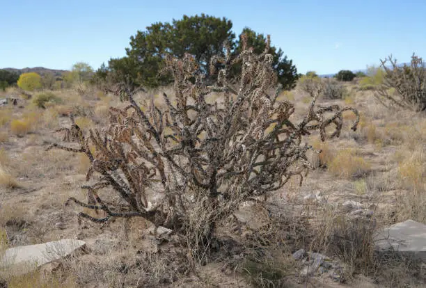Dried and old Cholla cactus in the New-Mexico desert.
