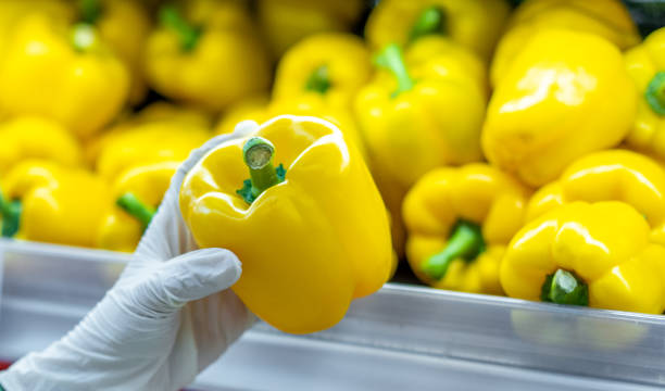 istock Human Hands Holding Bell Pepper with Gloves 1281905867