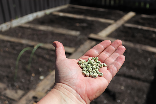A hand holding pea seeds with a garden in the background.