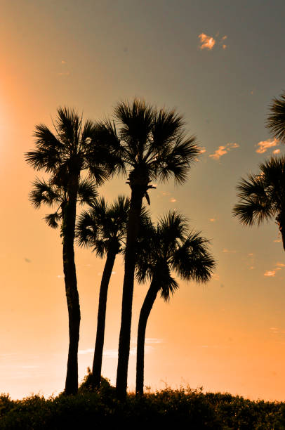 istock Palm Trees at Sunrise-Hilton Head,  SC 1281907318