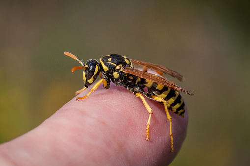A Gallic polist wasp on a human finger.