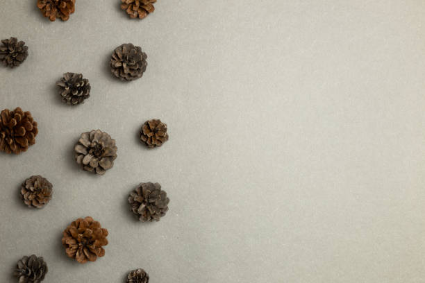 istock Dry pine cones on gray background. flat lay, top view, copy space 1281915128