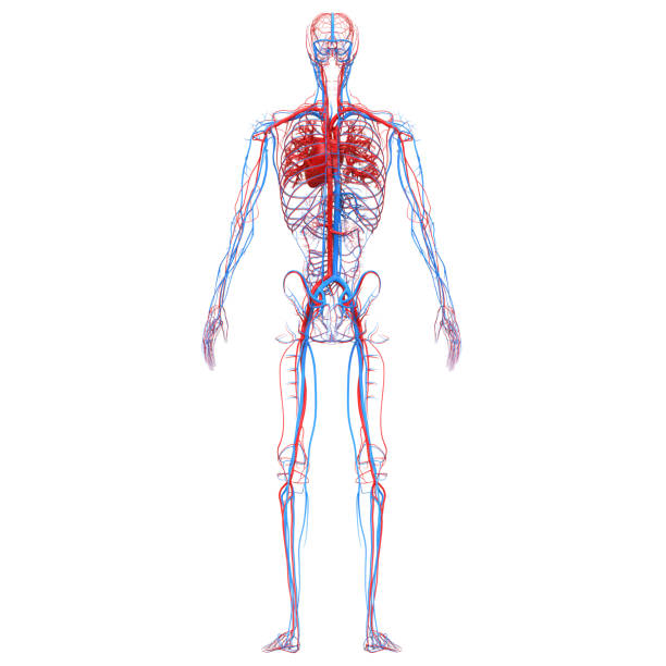istock Human Circulatory System Heart Anatomy 1281915903