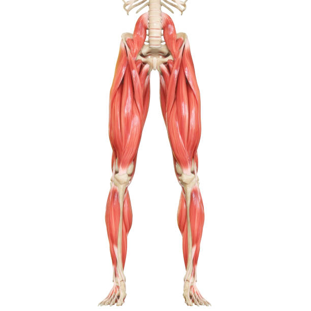 menschliche körper muskelsystem bein muskeln anatomie - menschliches bein stock-fotos und bilder