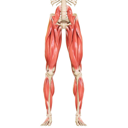 3D Illustration Concept of Human Body Muscular System Leg Muscles Anatomy