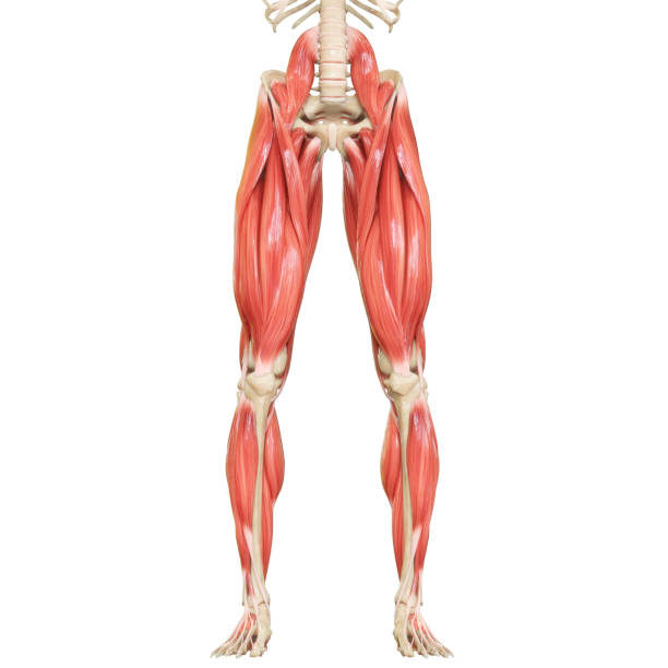 human body muscular system leg muscles anatomy - human muscle imagens e fotografias de stock