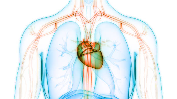 istock Human Circulatory System Heart Anatomy 1281915920