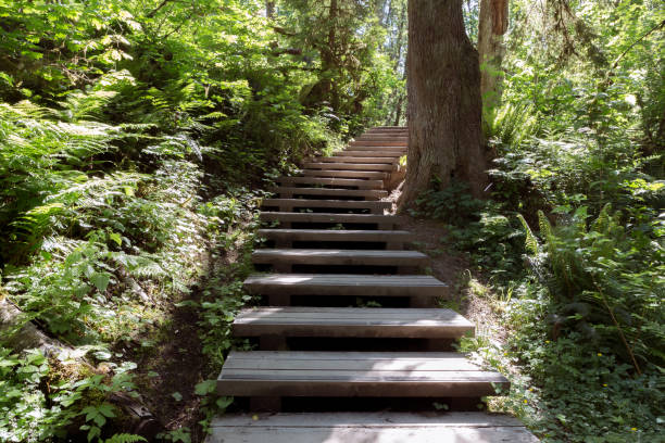istock Stairs on the forest trail 1281916077