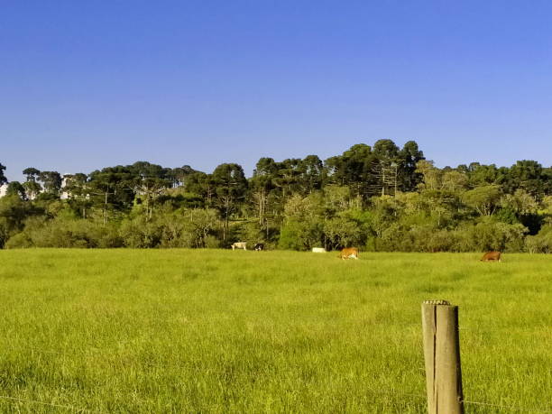 istock Santa Catarina Landscape 1281916114