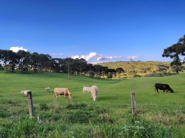 istock Santa Catarina Landscape 1281917643