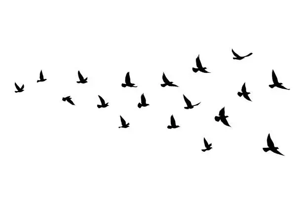 Vector illustration of Flying birds silhouettes on isolated background. Vector illustration. isolated bird flying. tattoo and wallpaper background design.