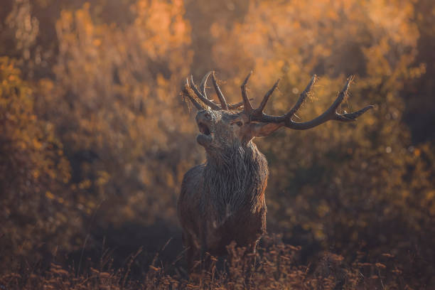 istock king of the woods 1281925569