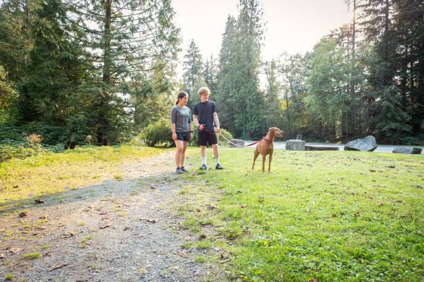 joven, pareja multiétnica caminando vizsla perro en correa en el parque - mt seymour provincial park fotografías e imágenes de stock