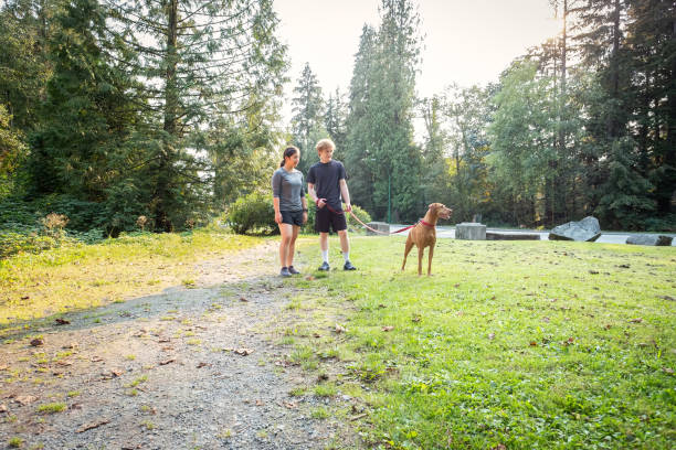 young, multi-ethnic couple walking vizsla dog on leash in park - mt seymour provincial park imagens e fotografias de stock