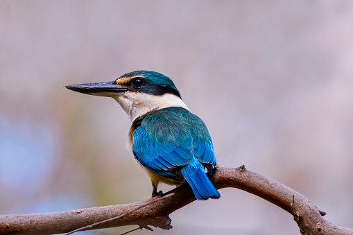 Tiny sacred kingfisher perched high in a tree.  In New Zealand the species is also known as Kotare. It is called 