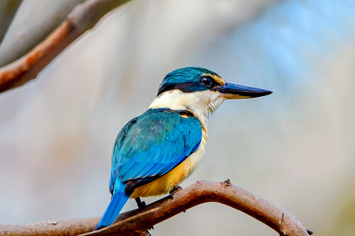 Tiny sacred kingfisher perched high in a tree.  In New Zealand the species is also known as Kotare. It is called \