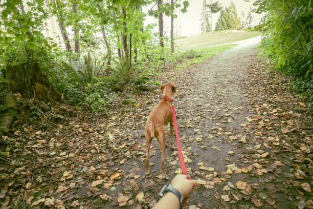 pov, promenade d’automne avec le chien de vizsla en laisse à travers le sentier de forêt - mt seymour provincial park photos et images de collection