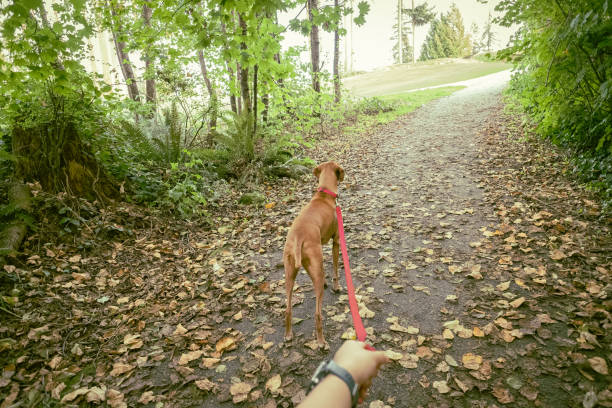istock POV, Autumn Walk with Vizsla Dog on Leash Through Forest Trail 1281925646