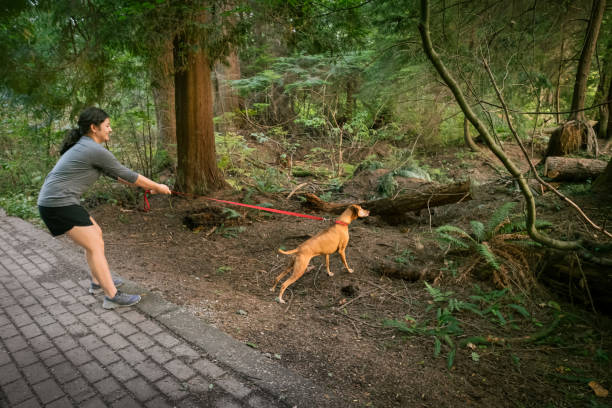 woman holding back vizsla dog trying to chase squirrel in forest - mt seymour provincial park imagens e fotografias de stock