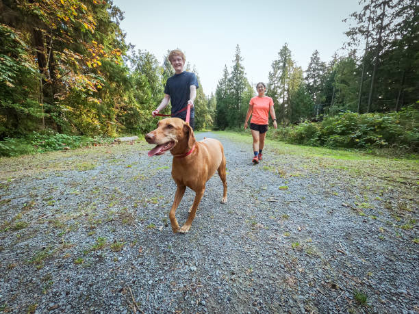 hombre joven y mujer caminando con correa vizsla perro en el parque - mt seymour provincial park fotografías e imágenes de stock