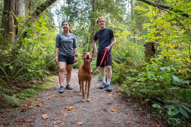 pareja multiétnica joven caminando amigable vizsla perro en forest trail - mt seymour provincial park fotografías e imágenes de stock