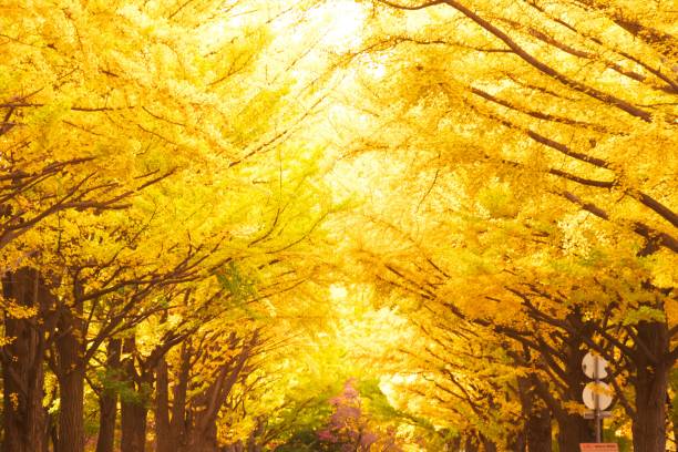 늦은 가을에 은행나무 - ginkgo tree ginkgo tree japan 뉴스 사진 이미지