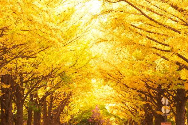 ginkgo drzewa późną jesienią - ginkgo tree ginkgo tree japan zdjęcia i obrazy z banku zdjęć