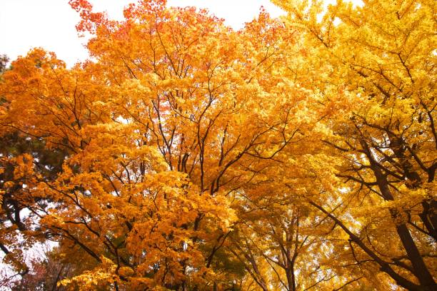 istock Ginkgo trees in late autumn 1281925841