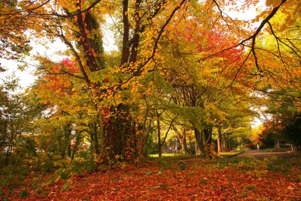 istock Ginkgo trees in late autumn 1281925852