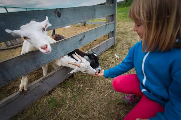 Photo of girl feeding sheep at the farm, child caring for pets