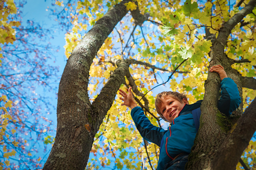 happy boy climbing tree in fall, seasonal fun for kids, child enjoy nature