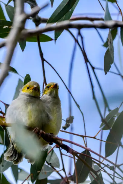 Tiny baby white plumed honeyeaters perched on a branch