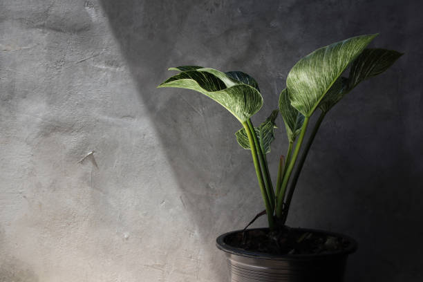 istock Art of Philodendron Birkin with cement wall 1281927522