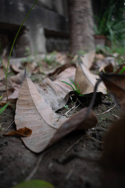 istock Beautiful textured dried leaf sitting in the soil(dirt). 1281929209