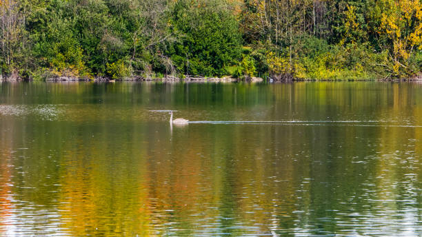 istock On lake in autumn 1281930308
