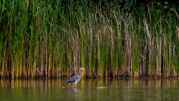 istock Heron in reeds on lake 1281930312