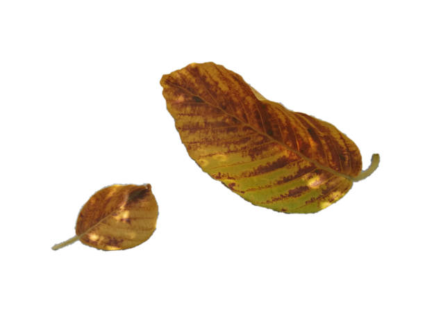 istock Yellow autumn leaves, two autumn leaves. 1281931977
