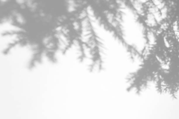 istock shadows of fir tree branches on a white wall 1281932764