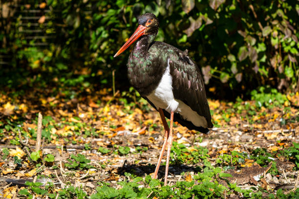 istock Black stork, Ciconia nigra in a german nature park 1281935745
