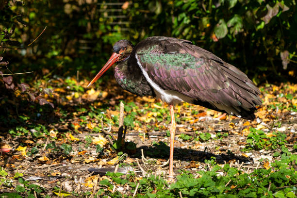 istock Black stork, Ciconia nigra in a german nature park 1281935847
