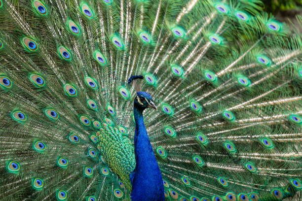 istock Indian Peacock or Blue Peacock, Pavo cristatus 1281936429