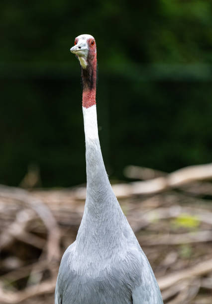 istock Sarus crane, Grus antigone also known as Indian sarus crane 1281936484