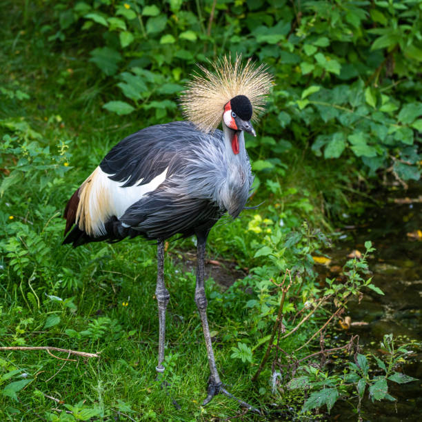 istock Black Crowned Crane, Balearica pavonina in a park 1281936737