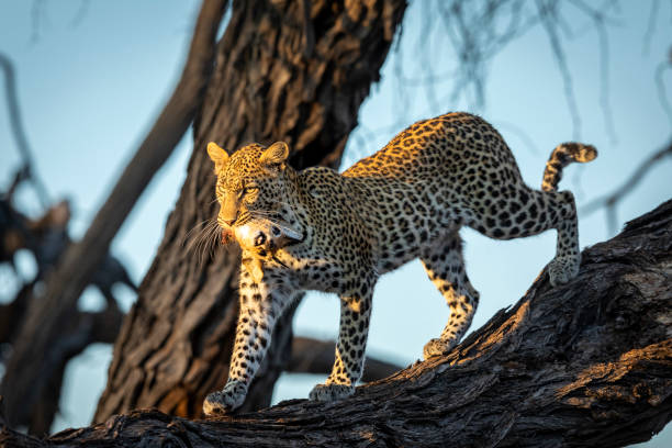 istock Adult leopard standing on a large tree branch in Khwai River Okavango Delta in Botswana 1281938826