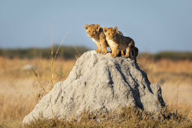 istock Two small baby lions standing on a large termite mound in Savuti in Botswana 1281938873