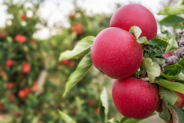 details of an apple tree with apples