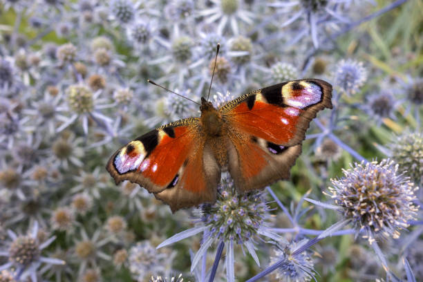 Peacock eye butterfly on meadow flowers. Beautiful floral insect background