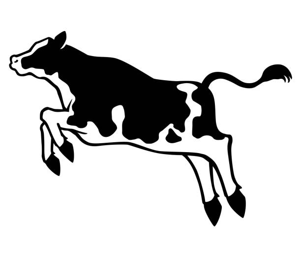 ilustrações de stock, clip art, desenhos animados e ícones de the silhouette of a bouncing holstein cow seen from the side. - carne de vaca ilustrações